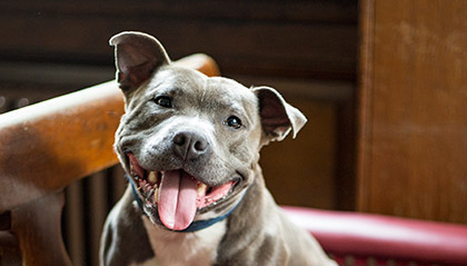 Pub Dogs of London